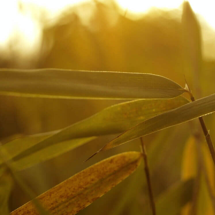 Sunlit bamboo leaves representing the plant-based fabrics used in CARAUCCI clothing.